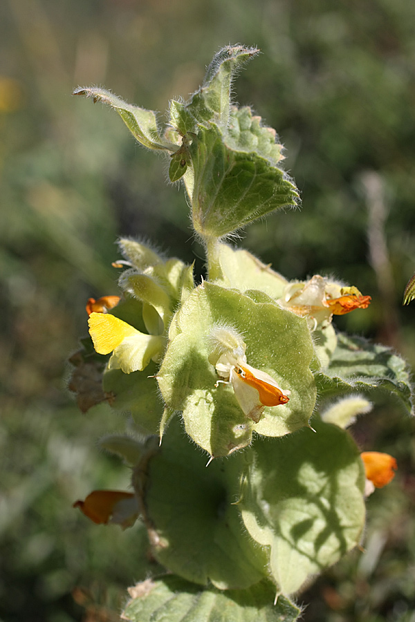 Image of Eremostachys isochila specimen.