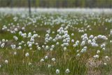 Eriophorum vaginatum