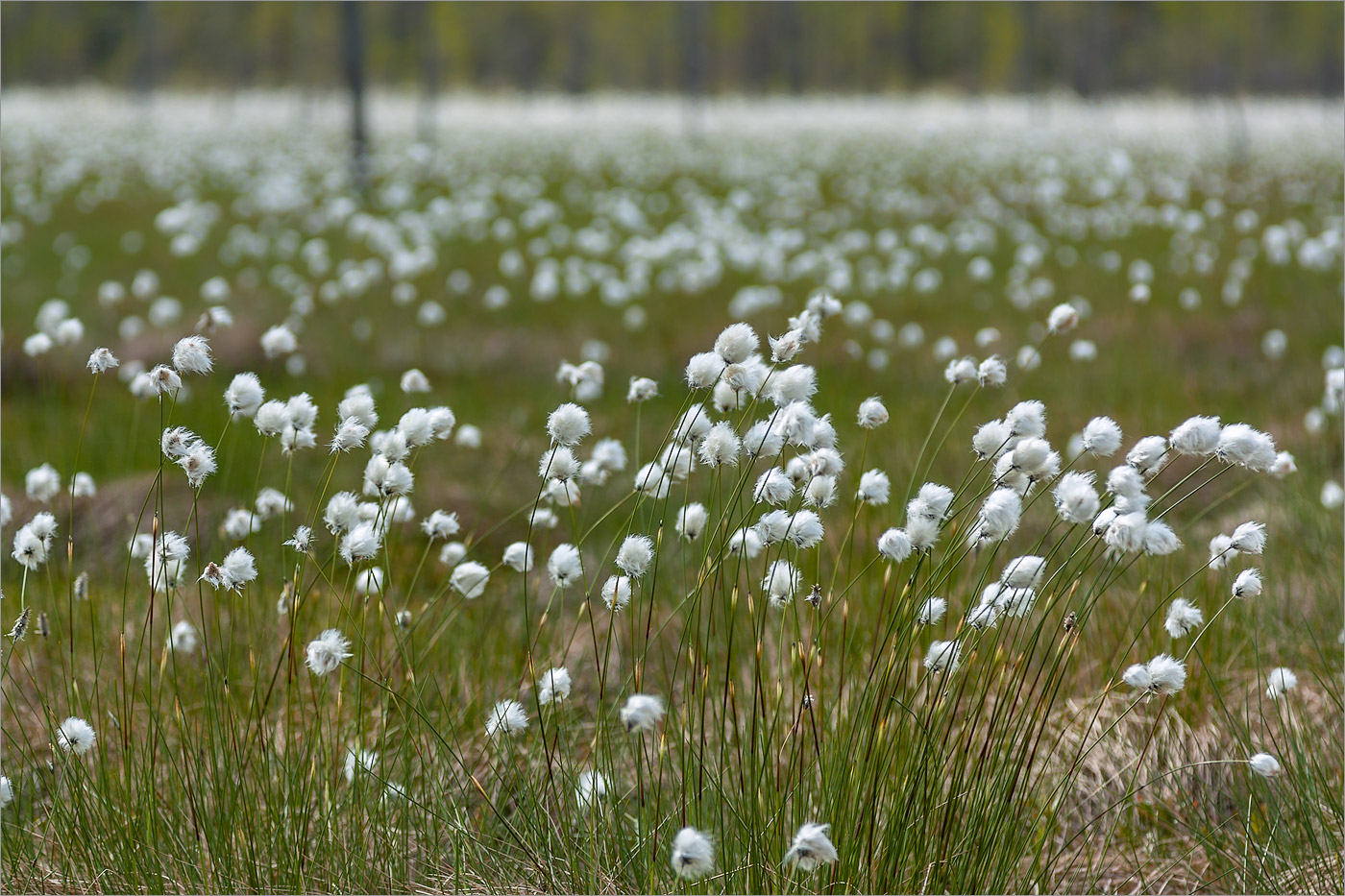 Изображение особи Eriophorum vaginatum.