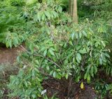 Kalmia latifolia. Отцветшее растение. Германия, г. Дюссельдорф, Ботанический сад университета. 14.08.2013.