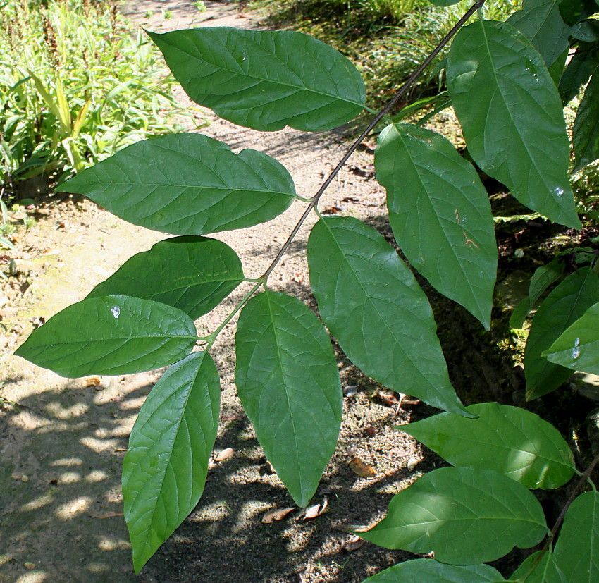 Image of Calycanthus occidentalis specimen.