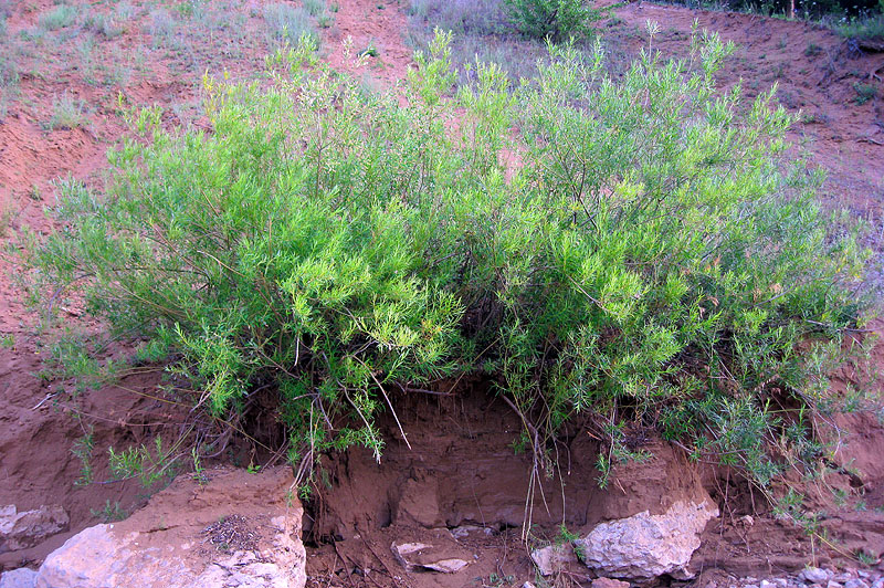 Image of Salix viminalis specimen.