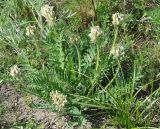 Oxytropis candicans