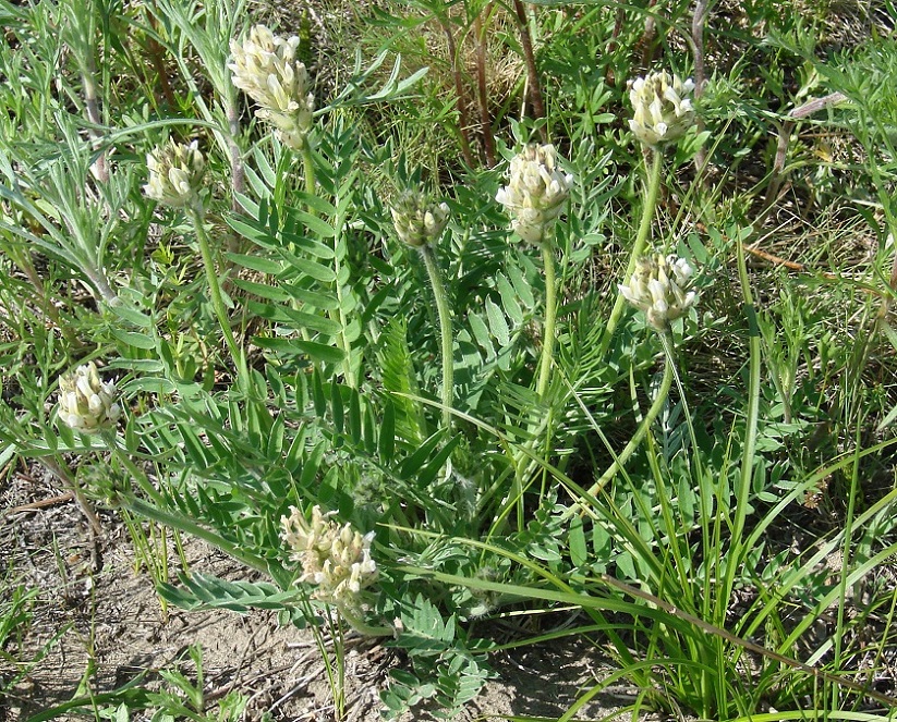 Image of Oxytropis candicans specimen.