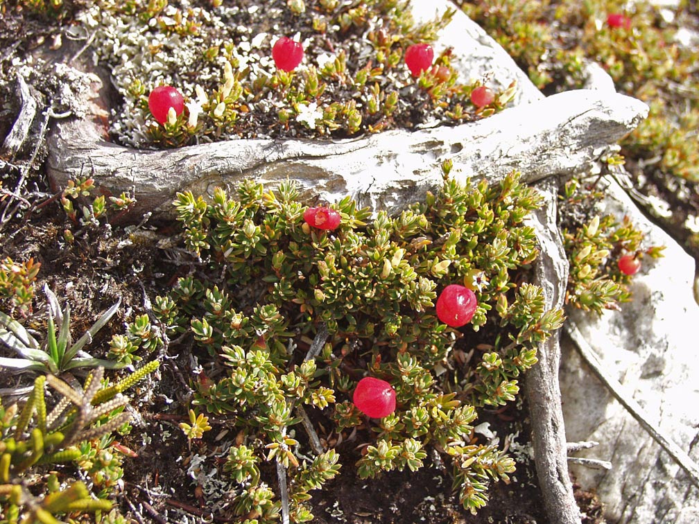 Image of Coprosma pumila specimen.