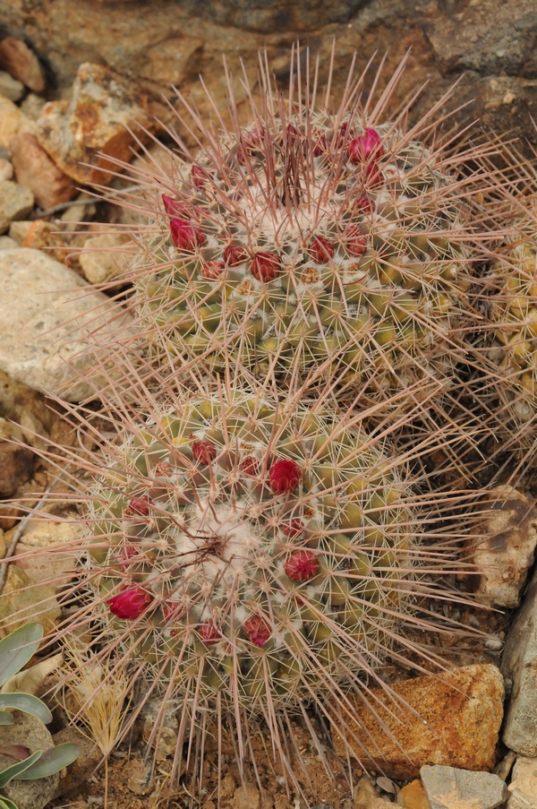 Изображение особи Mammillaria hertrichiana.