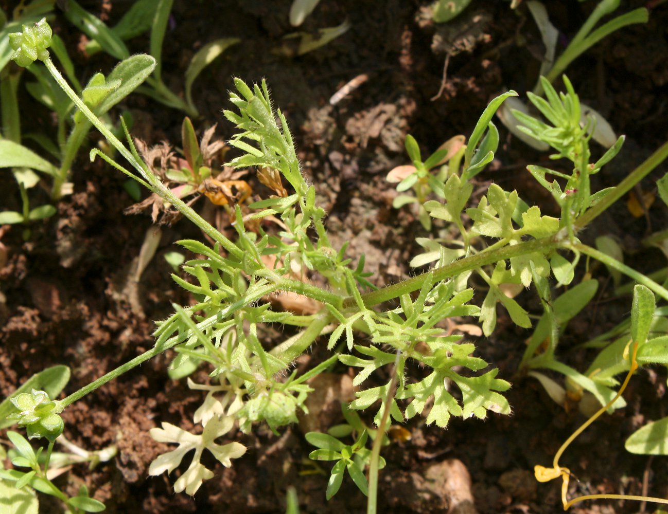 Изображение особи Ranunculus scandicinus.