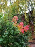 Acer platanoides. Часть кроны с листьями в осенней окраске. Коми, г. Сыктывкар, во дворе частного дома. 30.09.2013.