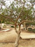 семейство Burseraceae. Взрослое дерево. Израиль, кибуц Эйн-Геди, ботанический сад. 18.03.2014.