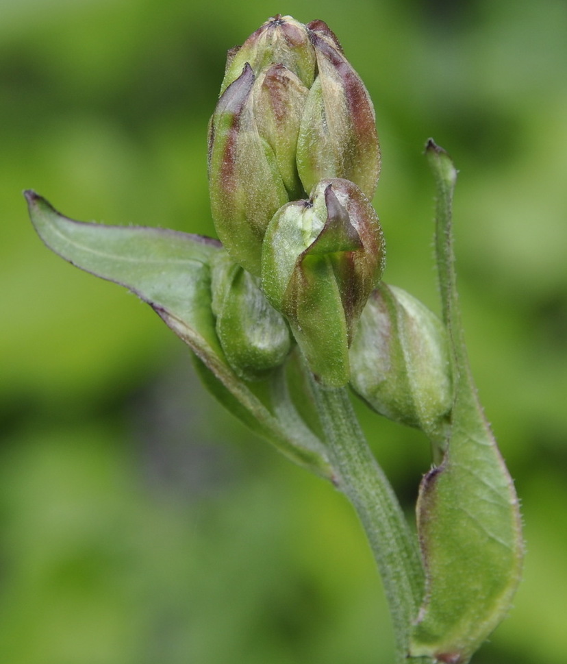 Изображение особи Crepis vesicaria.