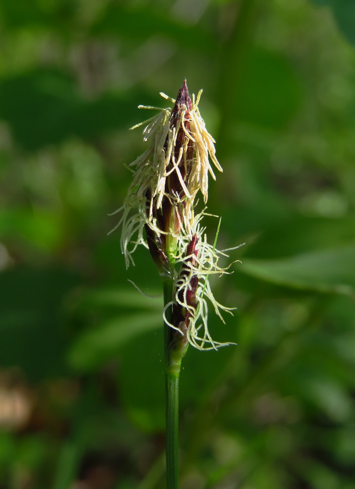 Изображение особи Carex montana.