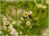 Conyza canadensis
