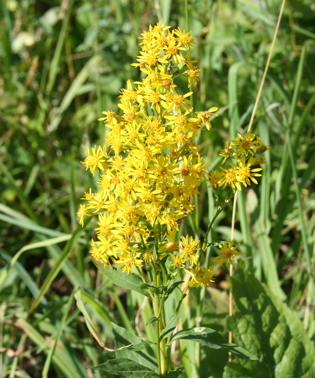 Изображение особи Solidago virgaurea.