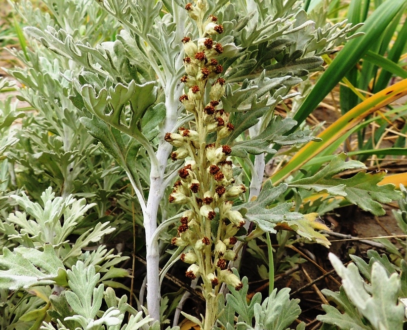 Image of Artemisia stelleriana specimen.