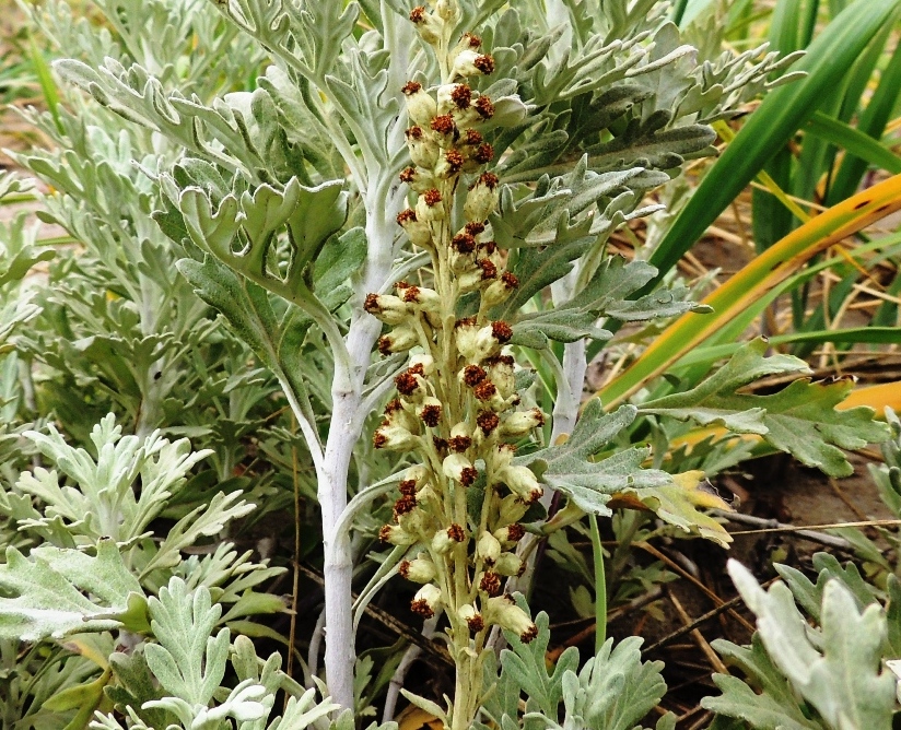 Изображение особи Artemisia stelleriana.