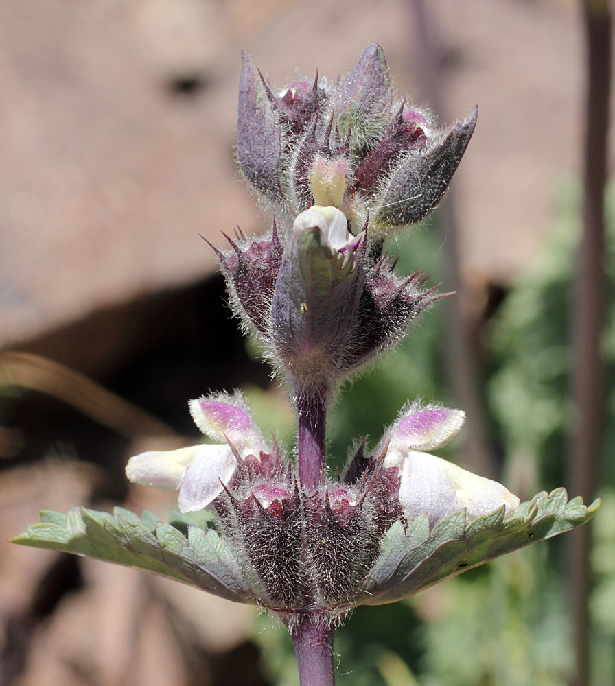 Изображение особи Phlomoides angreni.