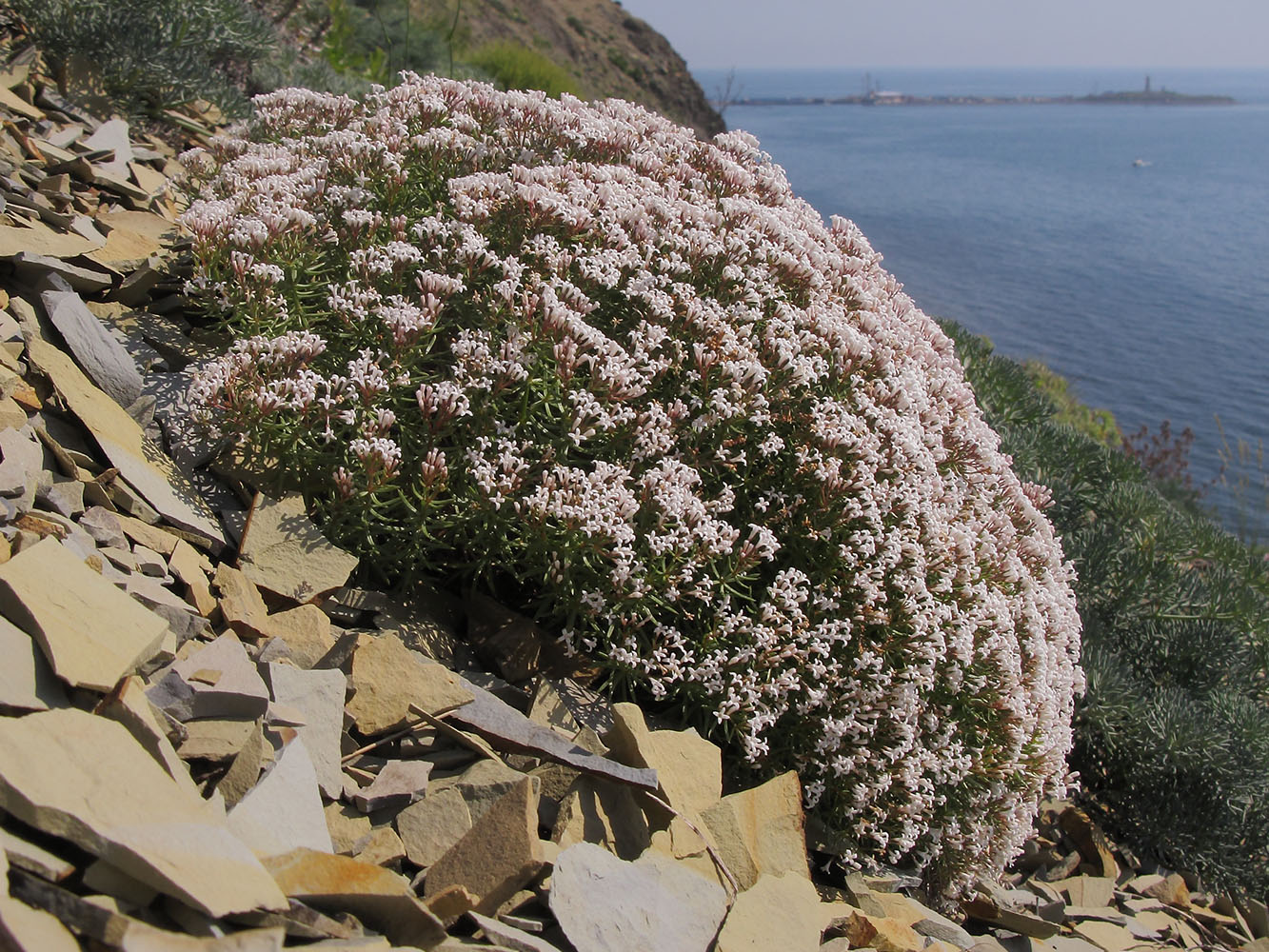 Изображение особи Asperula cretacea.