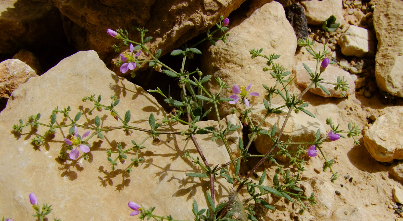 Image of Fagonia bruguieri specimen.