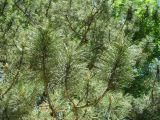 Pinus pallasiana. Ветви. Ставропольский край, г. Кисловодск, Крестовая гора, на территории санатория им. М. Горького, в посадках (43°53′56,78″ с.ш., 42°43′14,38″ в.д.). 05.06.2014.