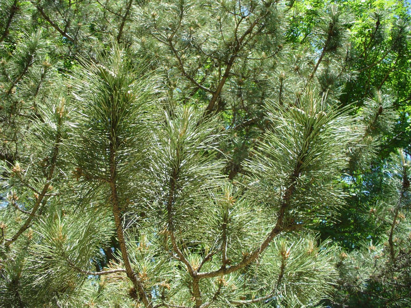 Изображение особи Pinus pallasiana.