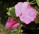 Malva trimestris