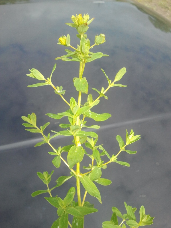 Image of genus Hypericum specimen.