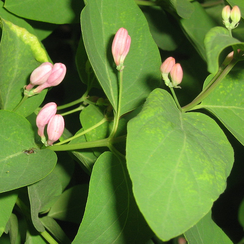 Изображение особи Lonicera tatarica.