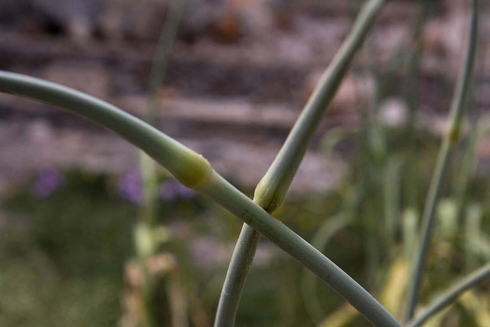 Изображение особи Allium ampeloprasum.