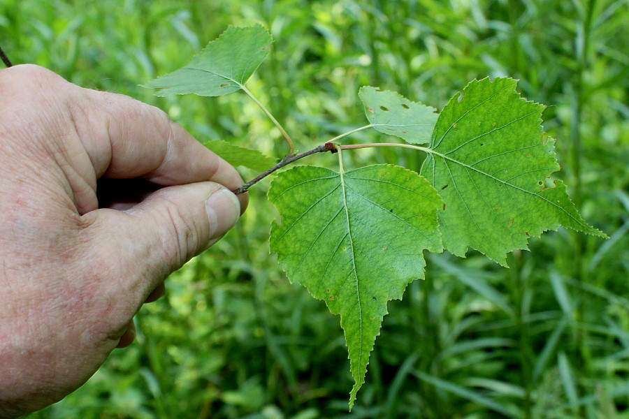 Image of Betula populifolia specimen.