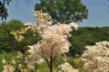 Filipendula palmata