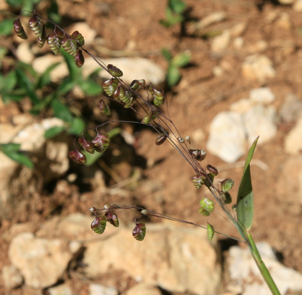 Image of Briza elatior specimen.