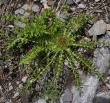 Carlina подвид caulescens