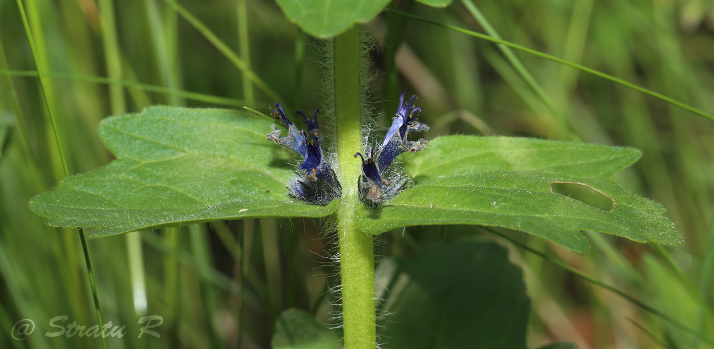 Изображение особи Ajuga genevensis.