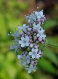genus Valeriana. Элемент сложного соцветия. Германия, г. Дюссельдорф, Ботанический сад университета. 03.06.2014.