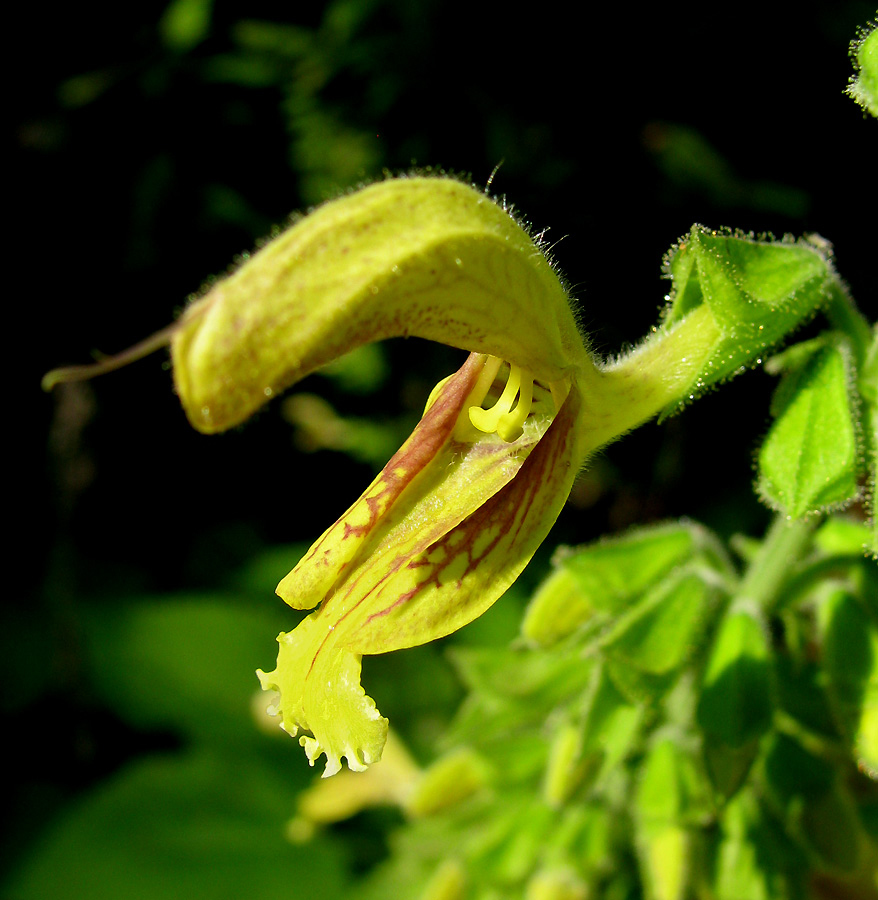 Изображение особи Salvia glutinosa.