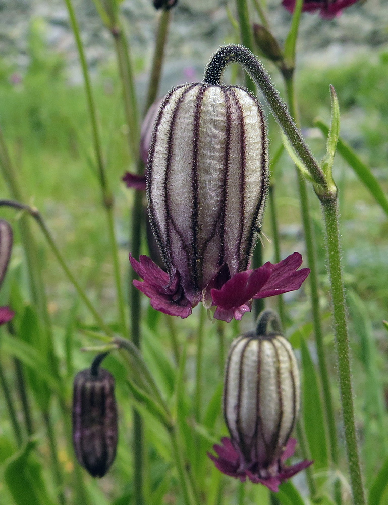 Изображение особи Gastrolychnis tristis.