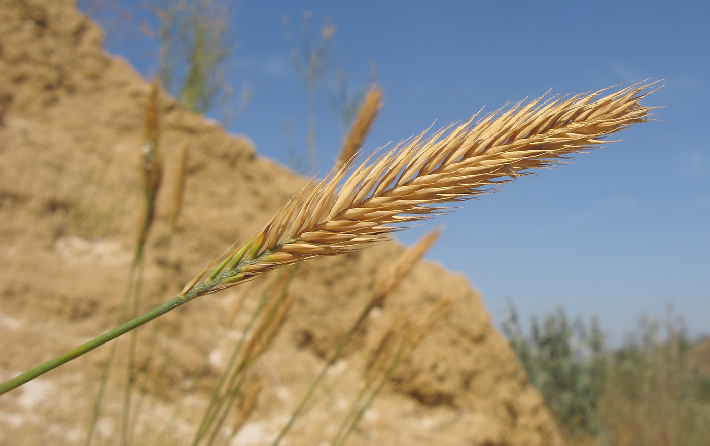 Изображение особи Agropyron desertorum.