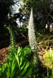 Echium simplex. Цветущее растение. Испания, Канарские о-ва, Тенерифе, Пуэрто-де-ла-Крус, Ботанический сад (исп. Jardín de Aclimatación de la Orotava). 21.04.2013.