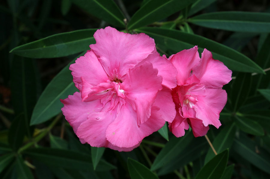 Изображение особи Nerium oleander.