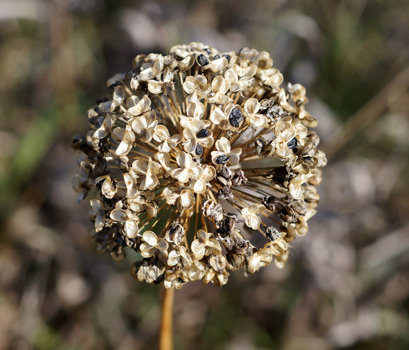 Изображение особи Allium senescens.