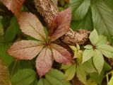 Parthenocissus quinquefolia. Лист в осенней окраске и часть многолетнего побега. Старый Петергоф, парк \"Сергиевка\", конец сентября.