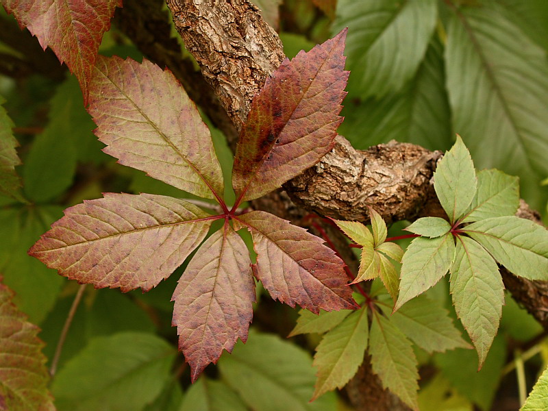 Изображение особи Parthenocissus quinquefolia.