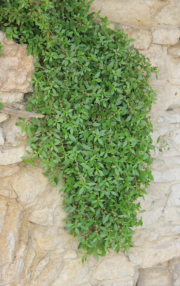 Image of Parietaria diffusa specimen.