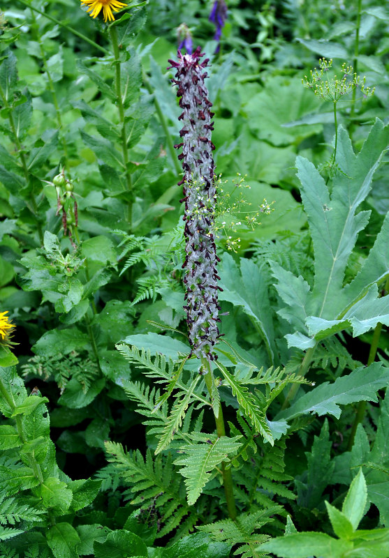 Image of Pedicularis atropurpurea specimen.