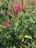 Lathyrus tuberosus