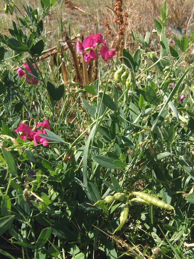 Image of Lathyrus tuberosus specimen.