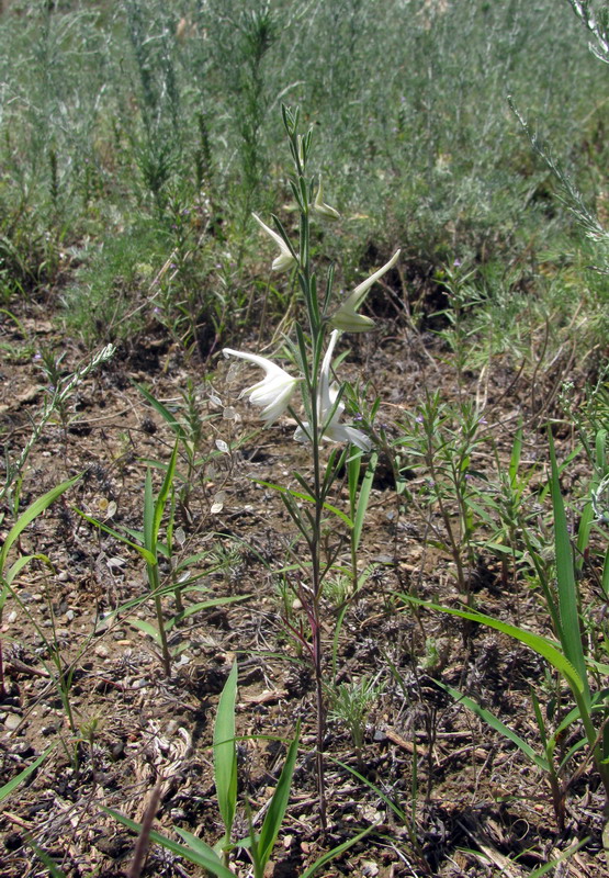Image of Delphinium rugulosum specimen.