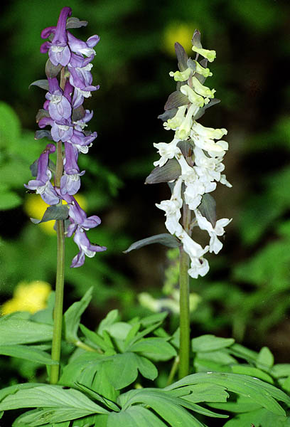 Изображение особи Corydalis cava.