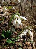 Galanthus woronowii