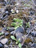Erophila verna